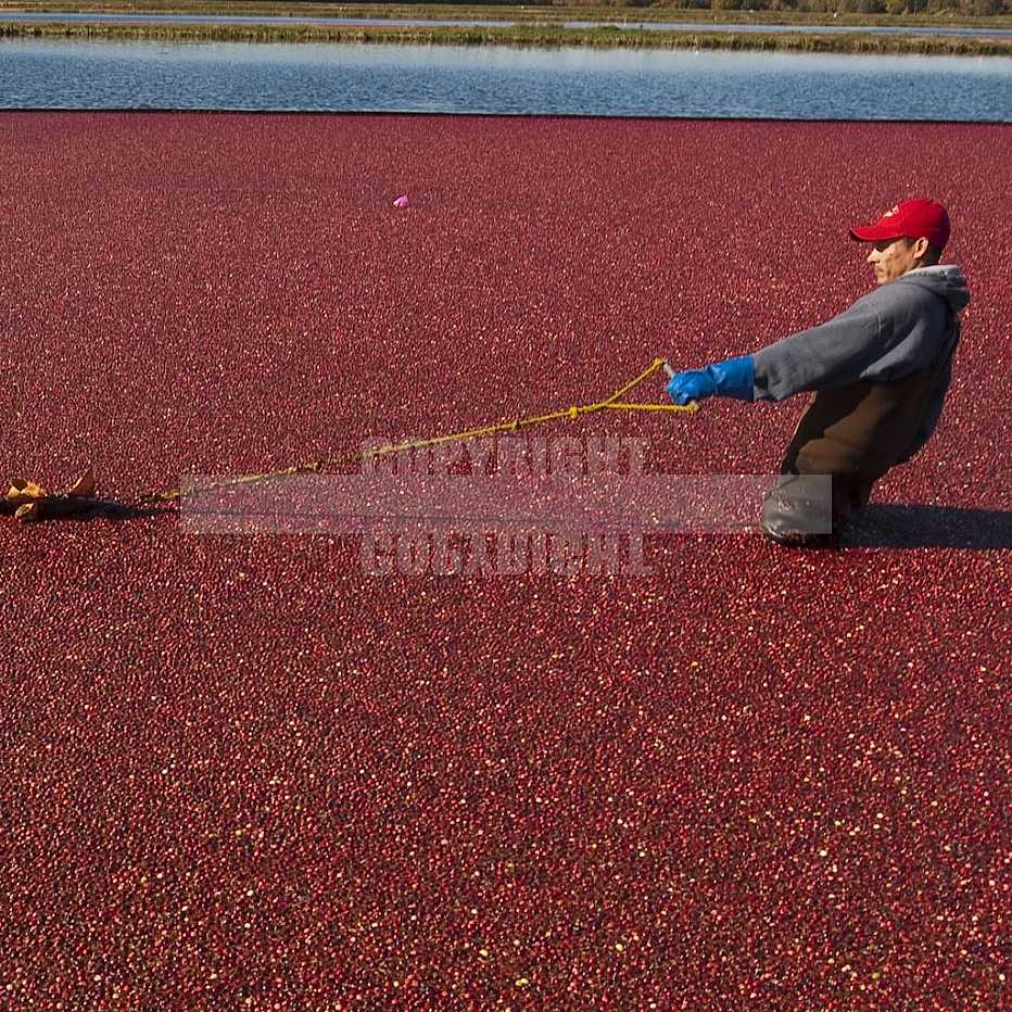 Cranberrie Harvest