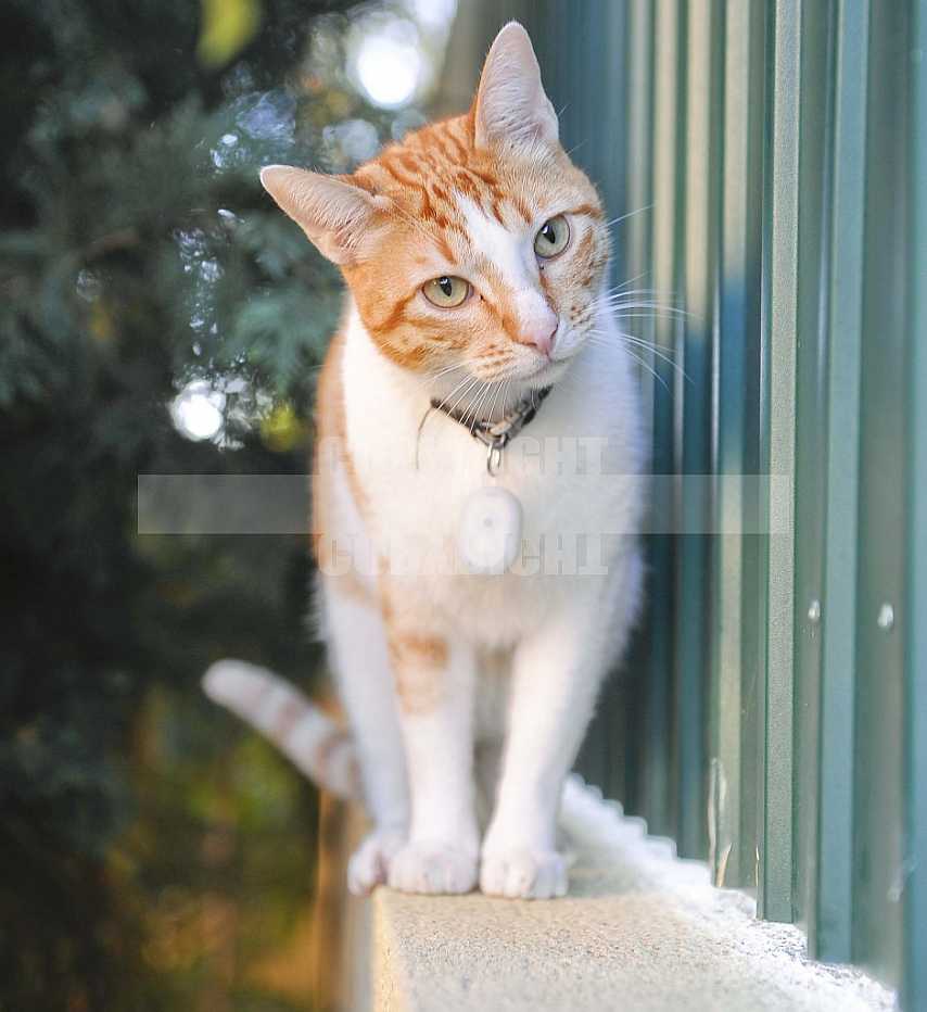 Gatos, Cats