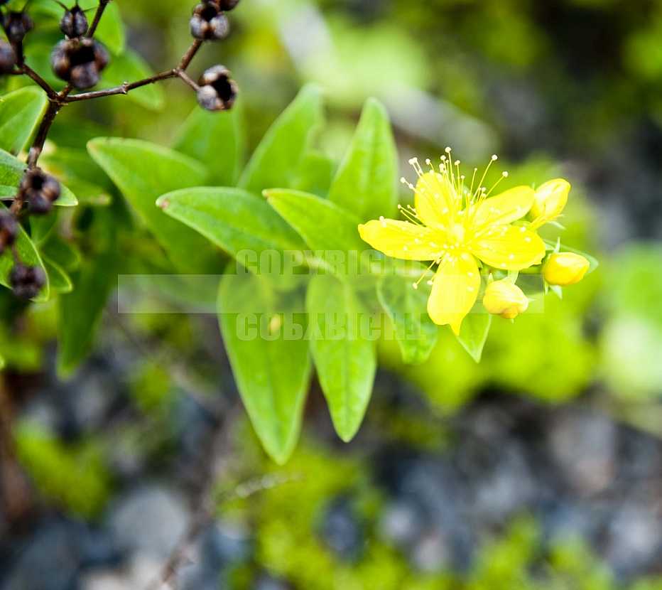 Faial Açores Faial Açores