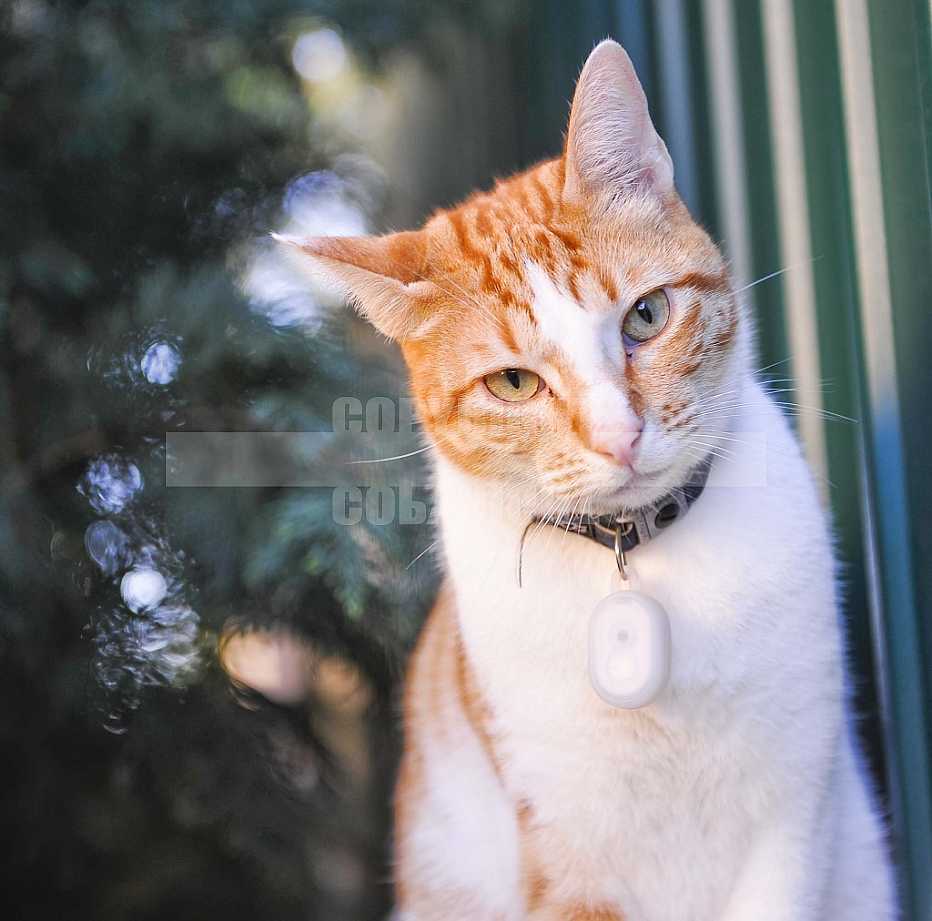 Gatos, Cats