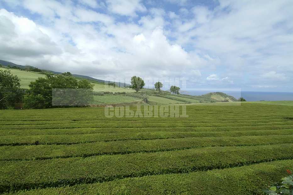 Açores