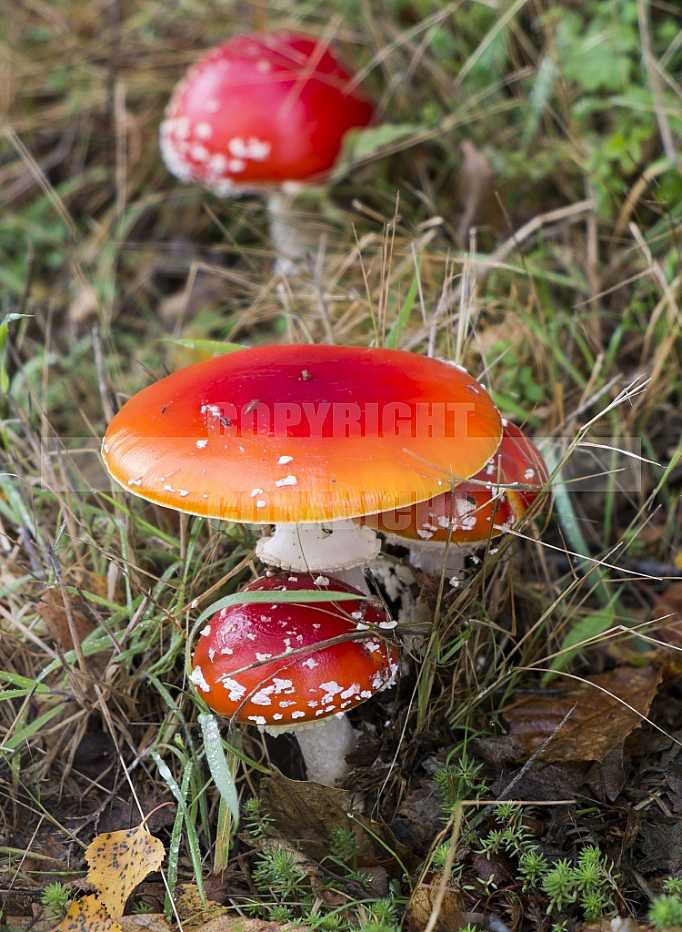 Poison Mushrooms