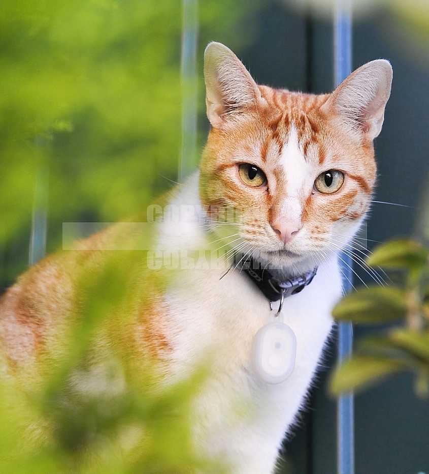 Gatos, Cats