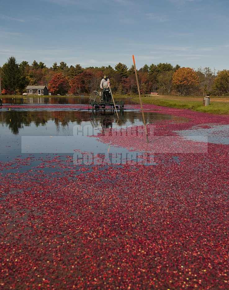 Cranberrie Harvest