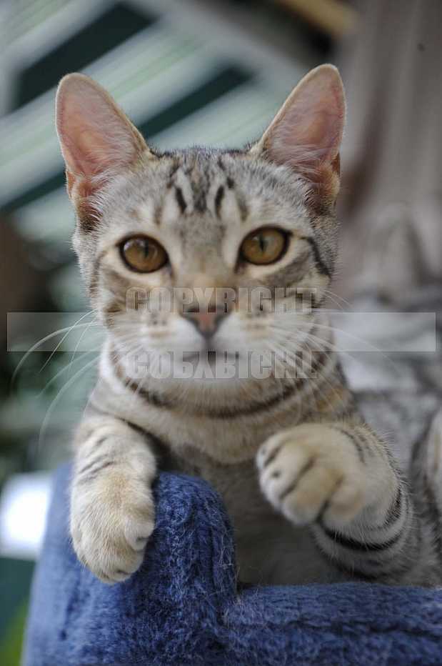 Gatos, Cats