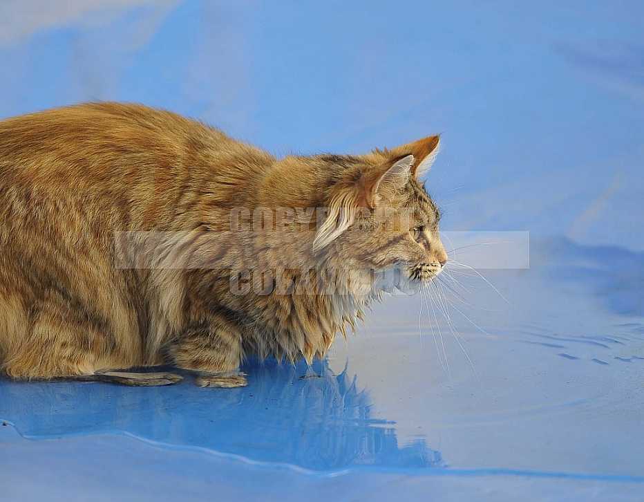 Gatos, Cats