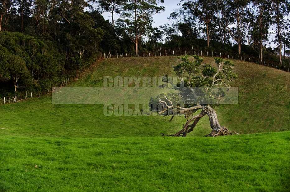 Açores