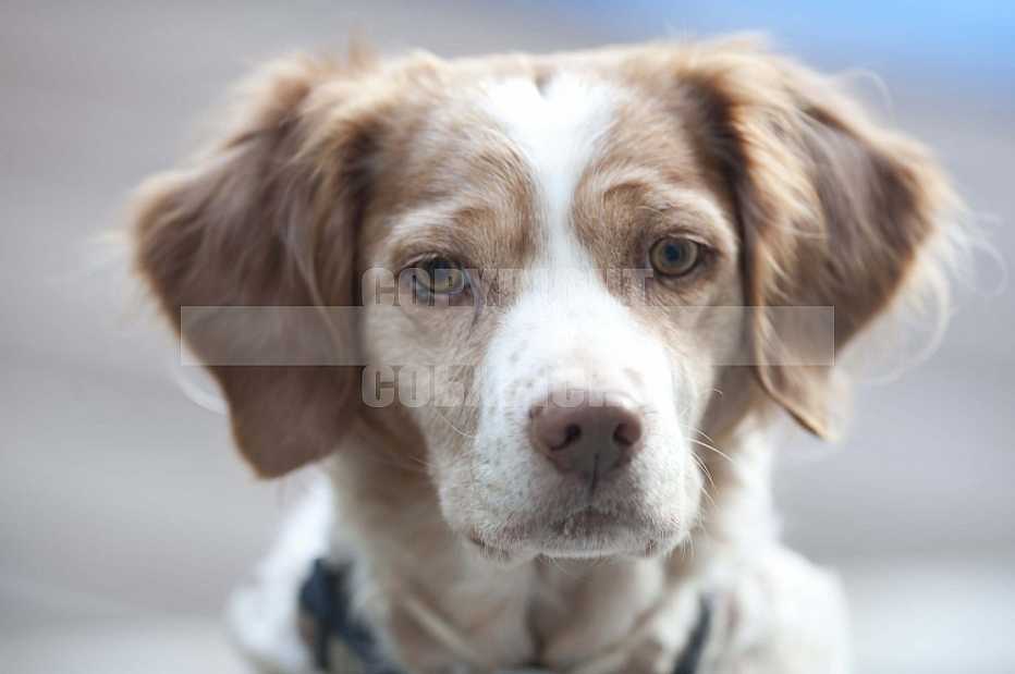 Gatos, Cats Gatos, Cats