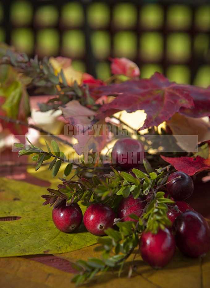 Cranberrie Harvest