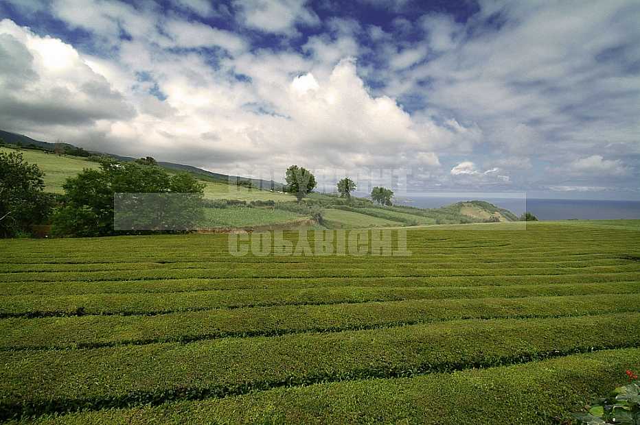 Açores