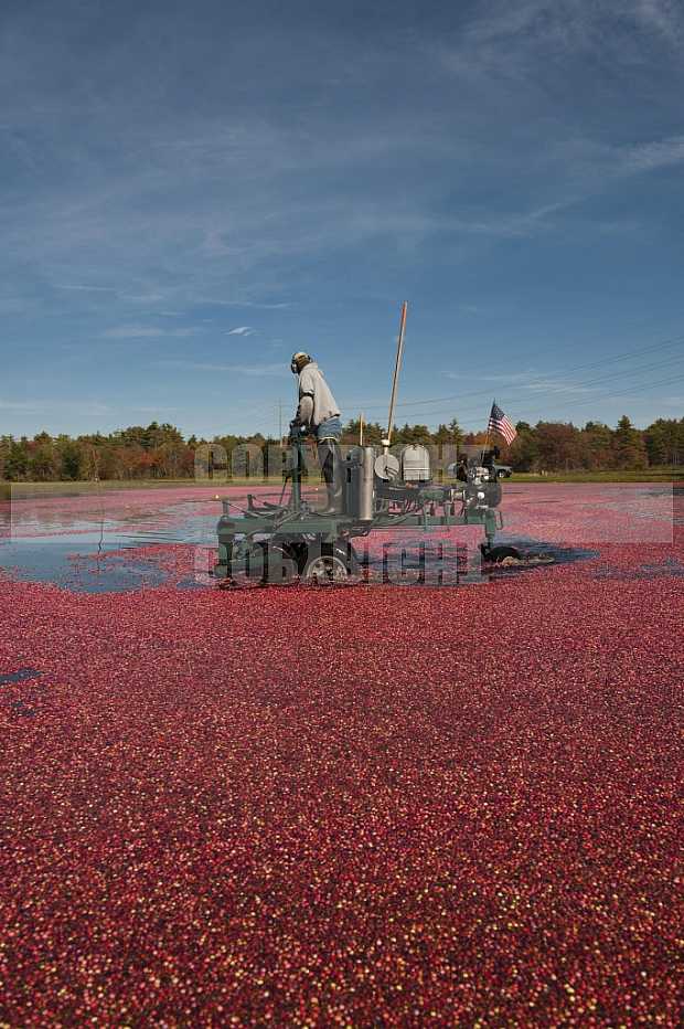 Cranberrie Harvest