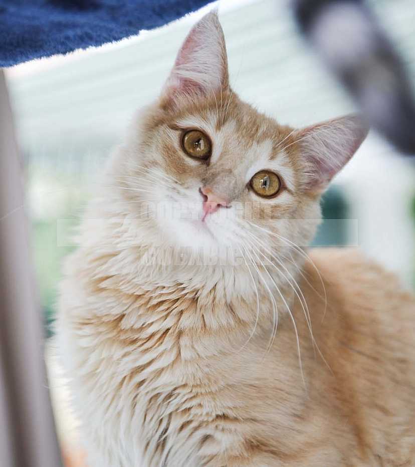 Gatos, Cats