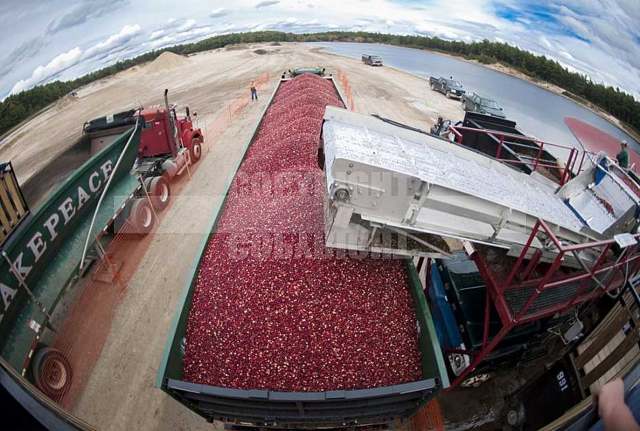 Cranberrie Harvest