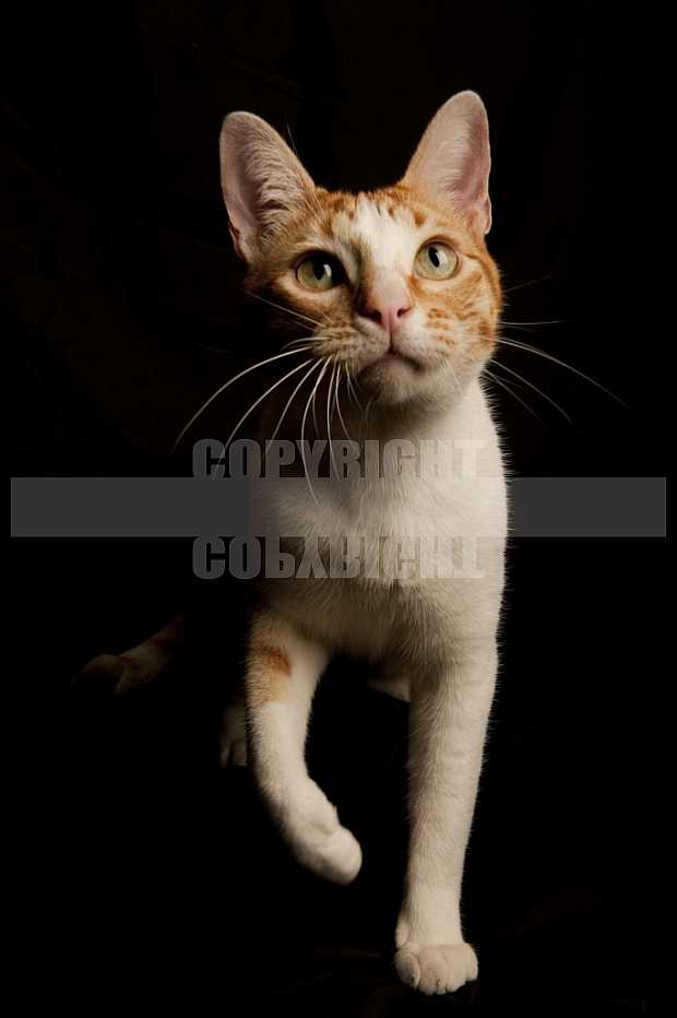 Gatos, Cats