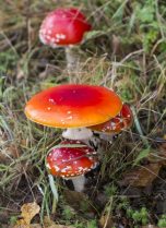 Poison Mushrooms